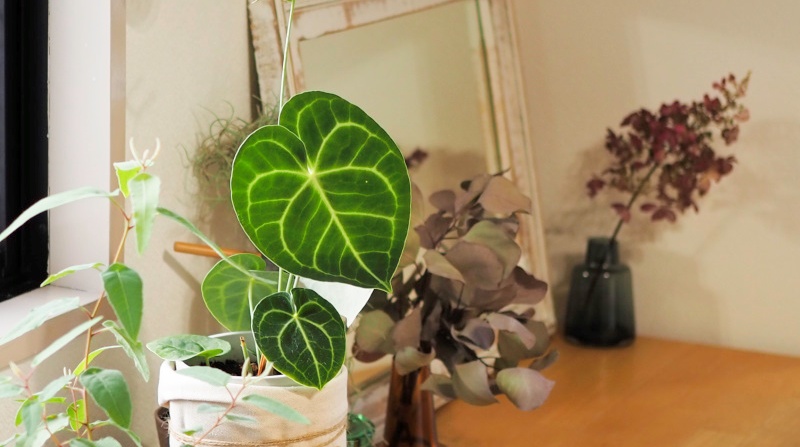 アンスリウム・クラリネルビウム