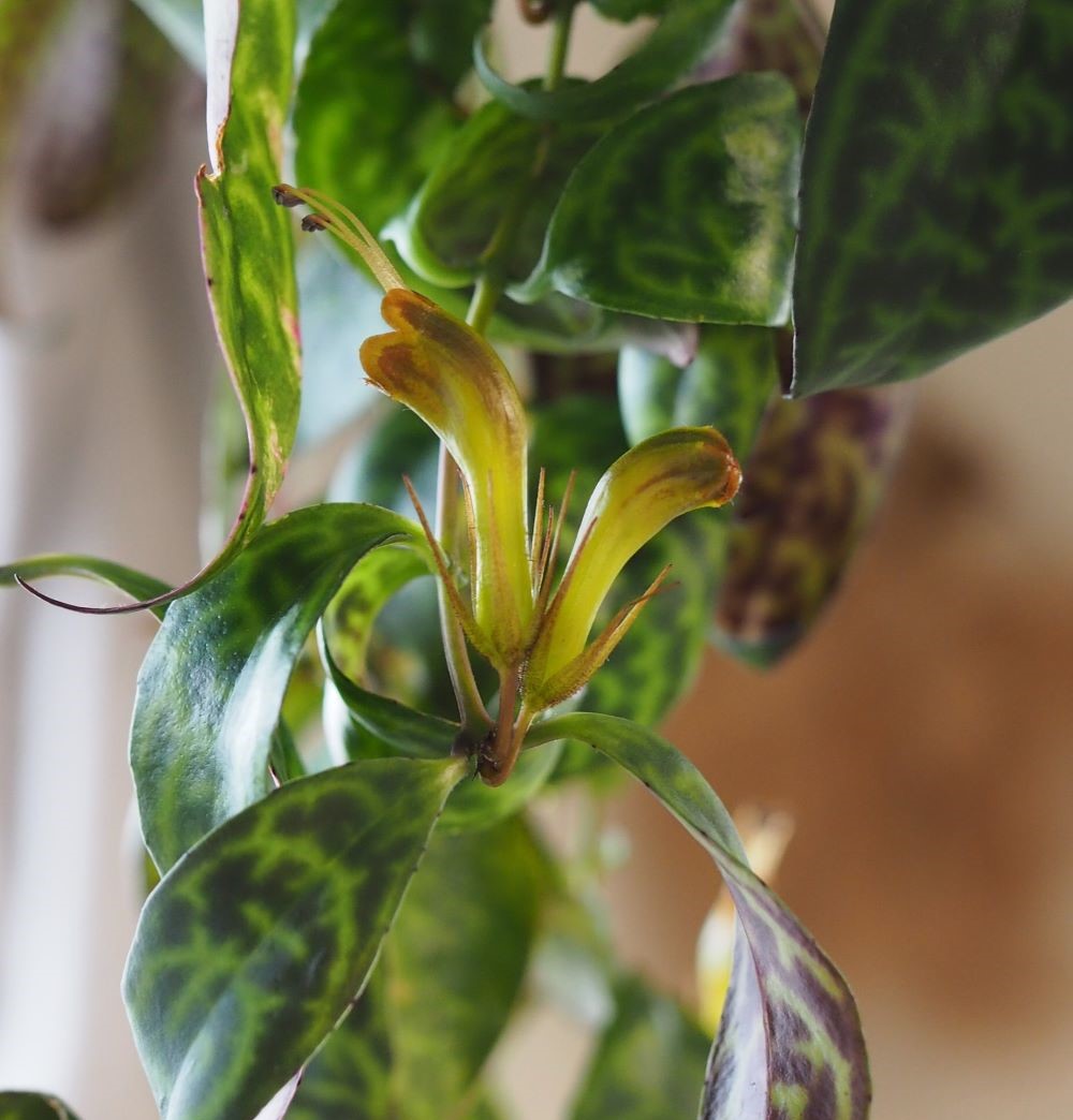 エスキナンサス・マルモラタスの花