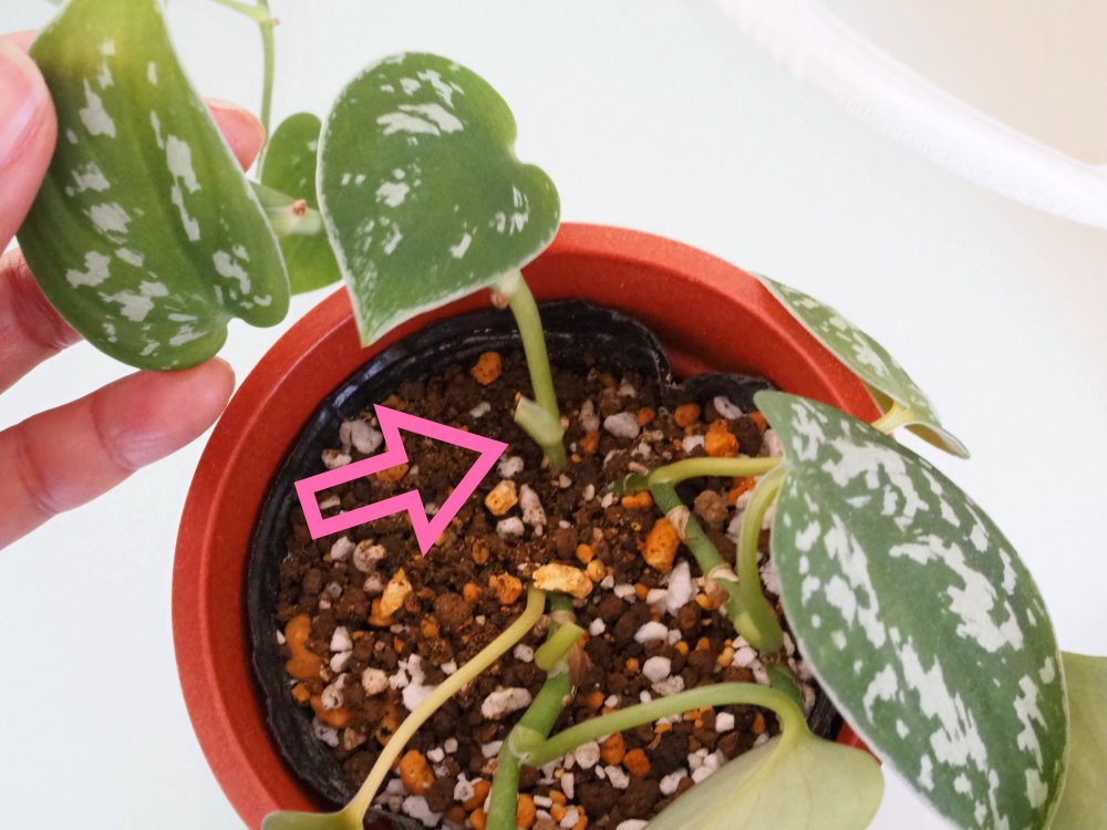 スキンダプサス・アレギレウス　挿し木で増やす