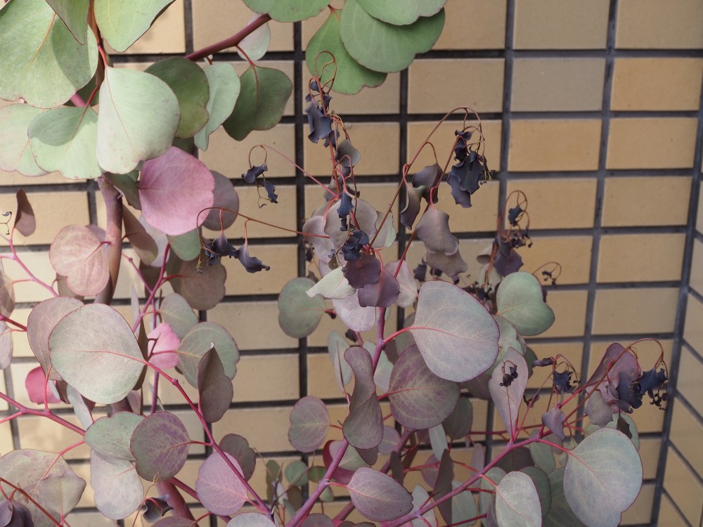 ポポラスが枯れた