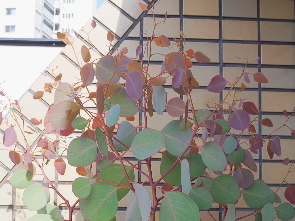 鉢植えポポラスの成長記録