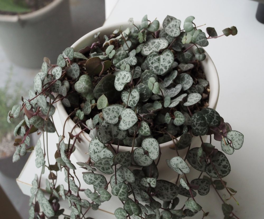 スカスカのハートカズラをふさふさにする方法