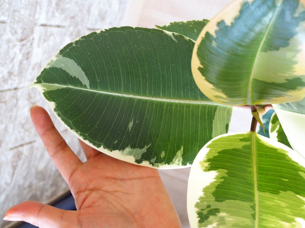 フィカス・ティネケの成長記録